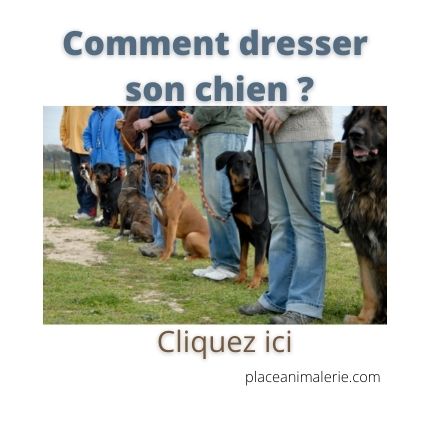 Comment dresser son chien ?