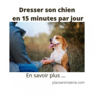 Dresser son chien en 15 minutes par jour