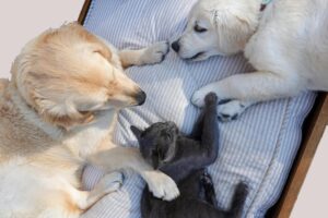 Bien nourrir son chat ou son chien